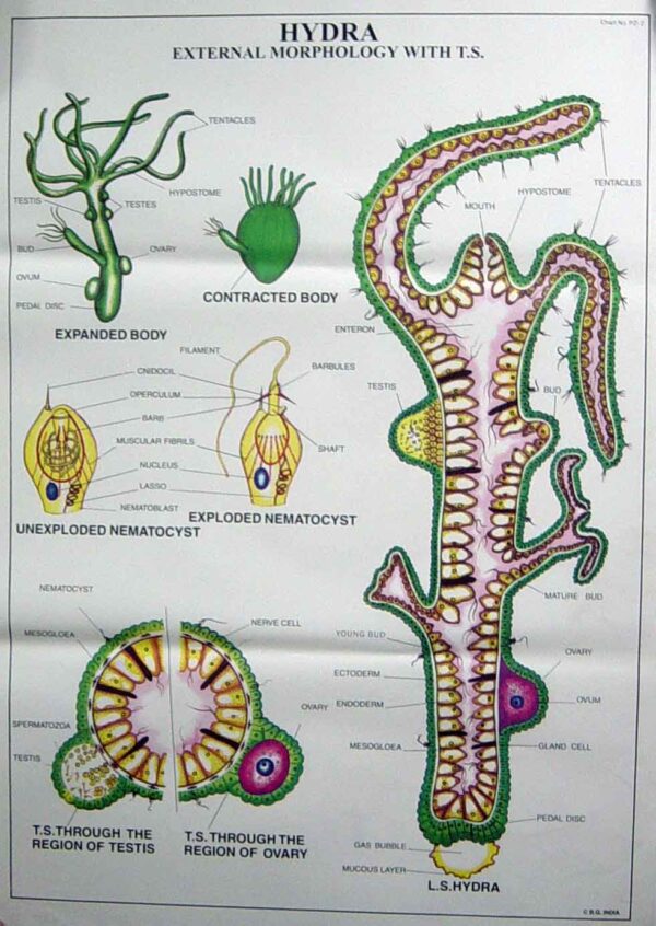 Porifera, Coelenterata, Platyhelminthes