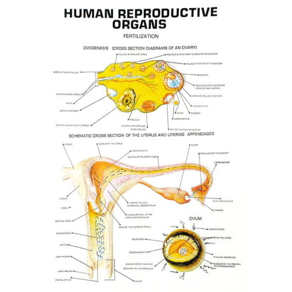 Human Reproductive Organs - Image 3