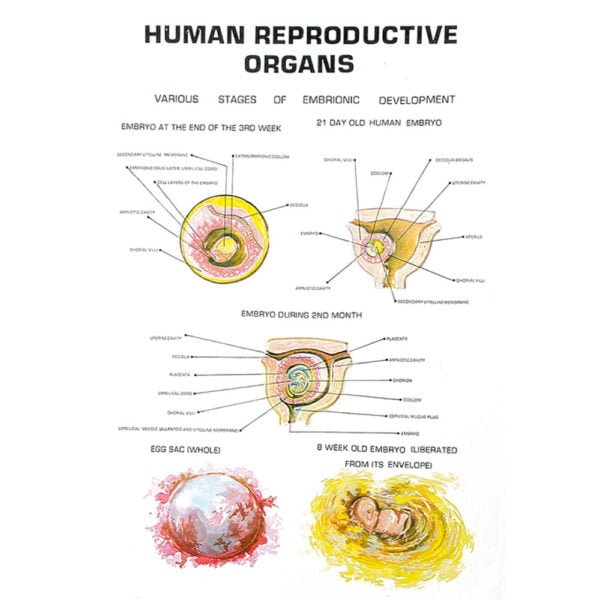 Human Reproductive Organs - Image 2