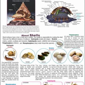 Mollusca