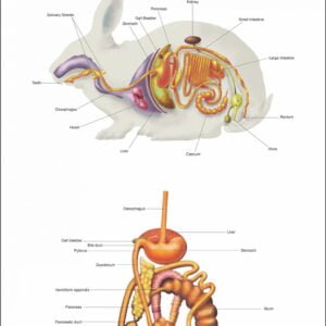 Mammals