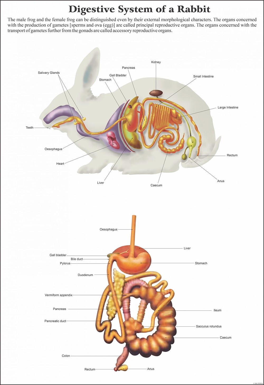 fish reproductive system diagram