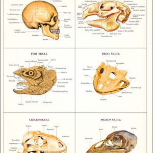 Comparative Study