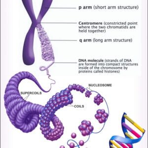 Cytology