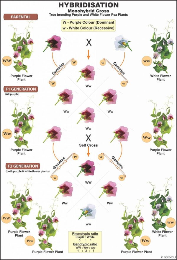 Genetics - Image 2