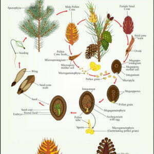 Gymnosperms