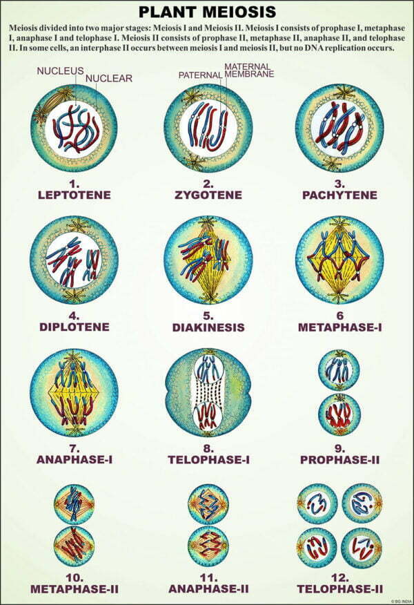 Angiosperms - Image 3