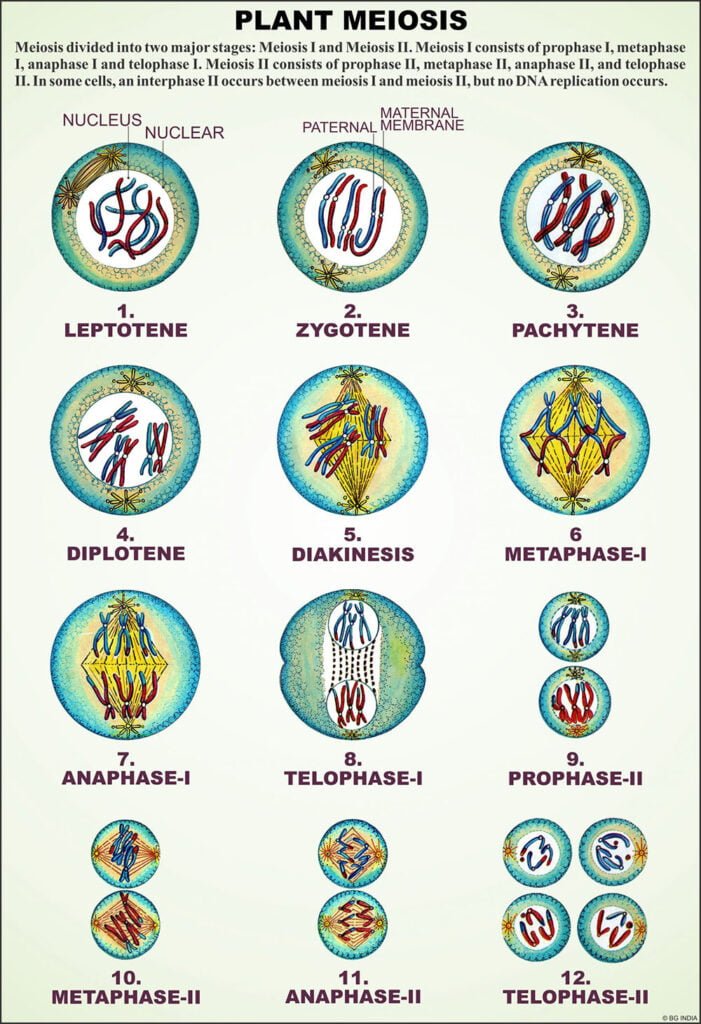 Angiosperms - Scientific Lab Equipment Manufacturer and Supplier