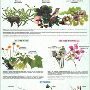 Roots, Stems, Leaves