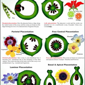 Flower & Embryology