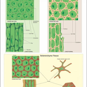 Histology