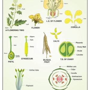 Taxonomy