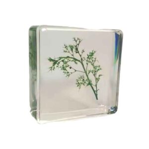 Xerophyte & Parasite Plant