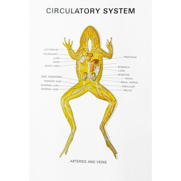 Zoology Series III - Image 2