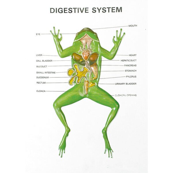 Zoology Series III - Image 3