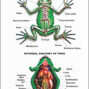 Zoology Series III