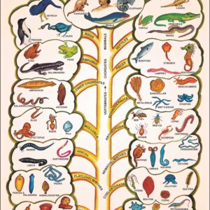 Zoology Series II