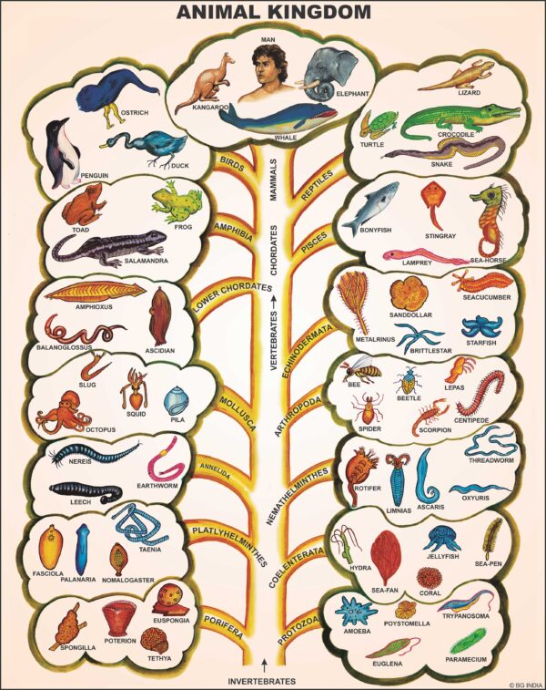 Zoology Series II
