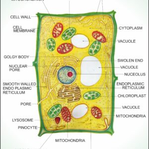 Botany Charts