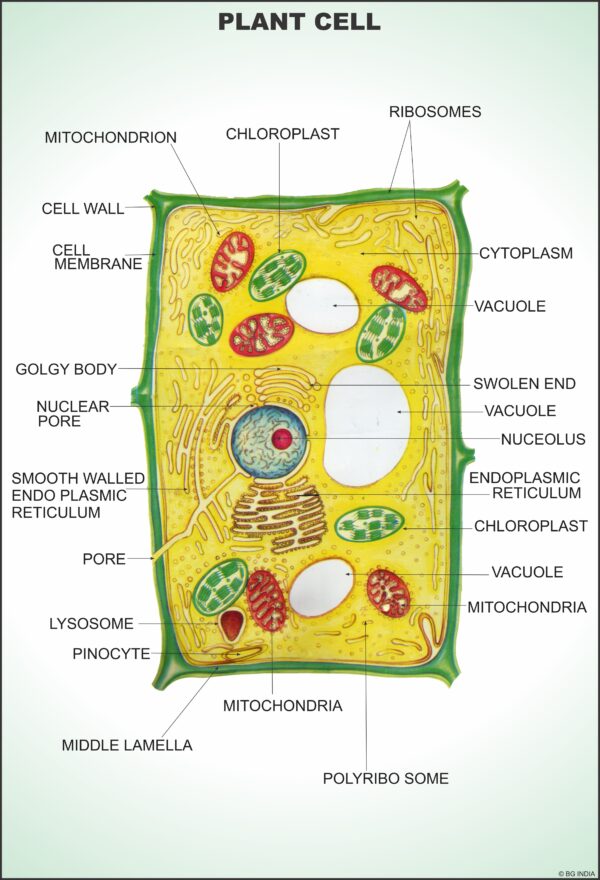 Botany Charts