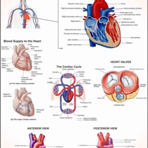 Human Physiology Charts