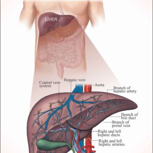 Human Anatomy Charts
