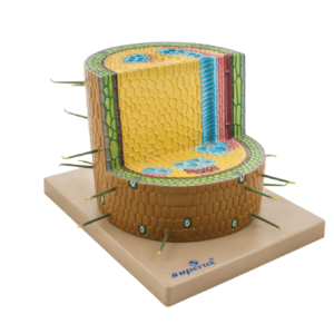 DICOTYLEDONOUS STEM ANATOMY MODEL