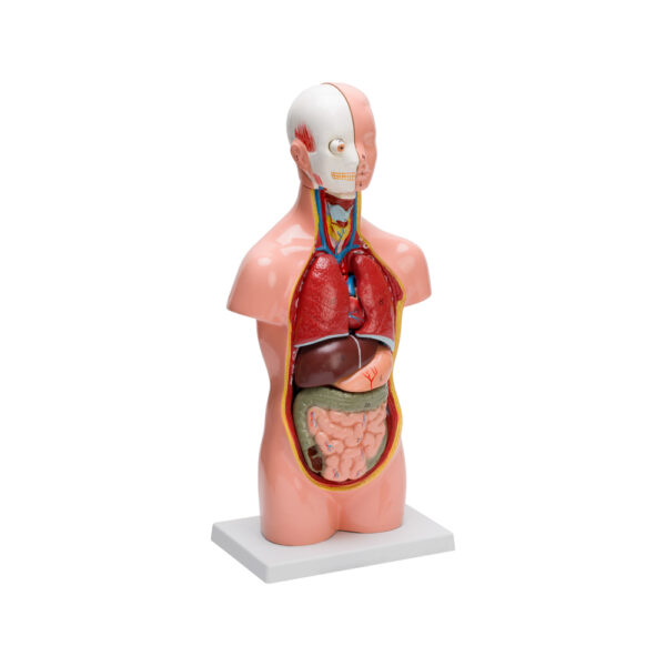 HUMAN TORSO SMALL (10 PART) - Image 4