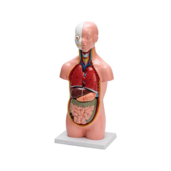 HUMAN TORSO SMALL (10 PART) - Image 2