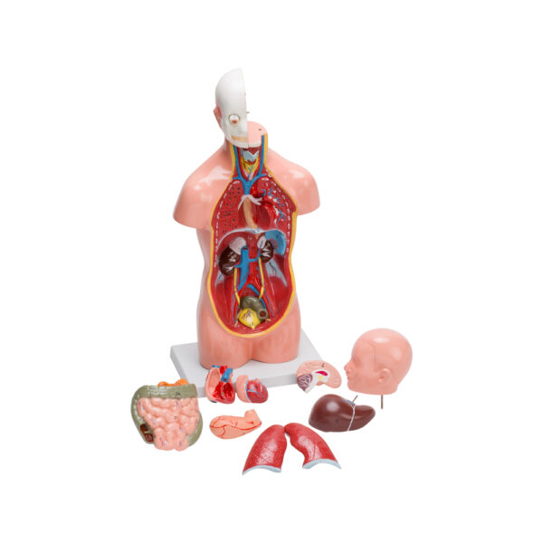 HUMAN TORSO SMALL (10 PART) - Image 3