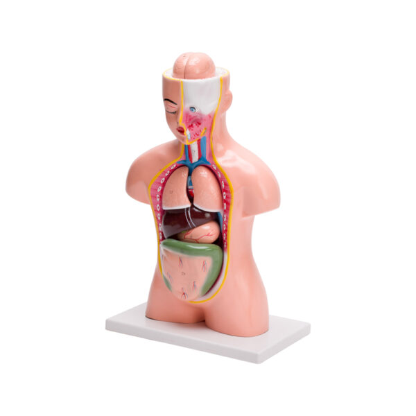 HUMAN TORSO SMALL (9 PARTS) - Image 4
