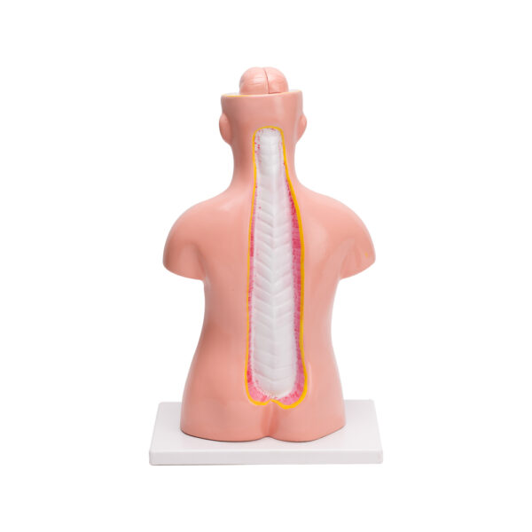HUMAN TORSO SMALL (9 PARTS) - Image 3