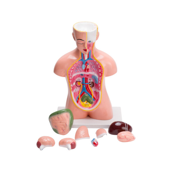 HUMAN TORSO SMALL (9 PARTS) - Image 2