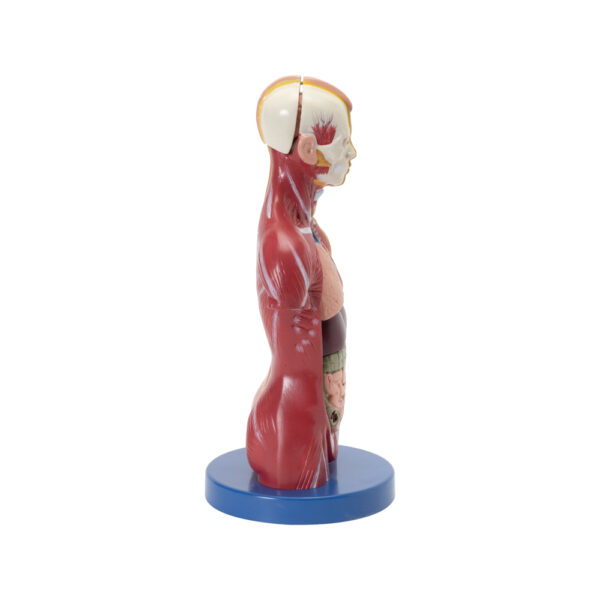 HUMAN TORSO MINI - Image 3