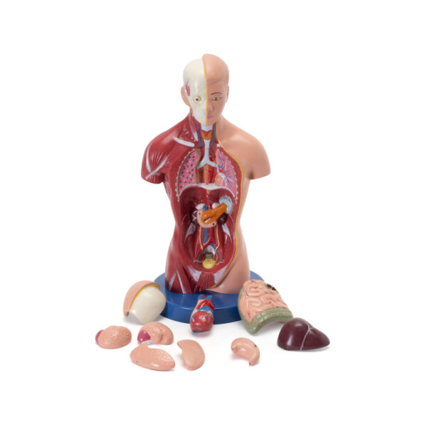HUMAN TORSO MINI - Image 2