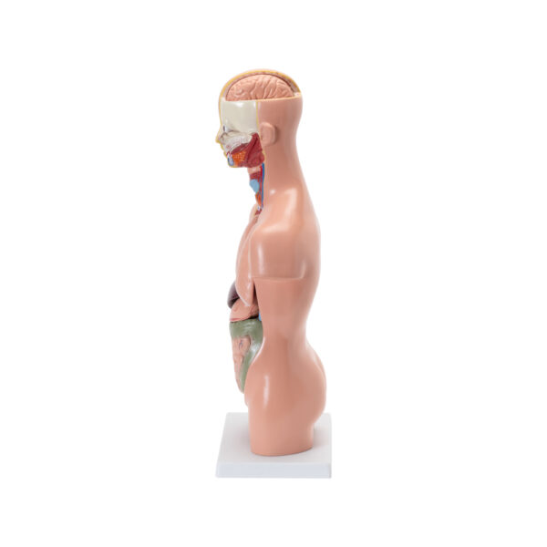 HUMAN TORSO SMALL - Image 2