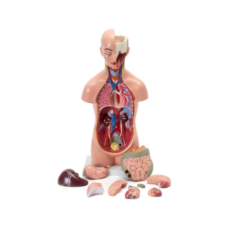 Science Lab Torso Model HUMAN TORSO SMALL - Scientific Lab Equipment Manufacturer and Supplier