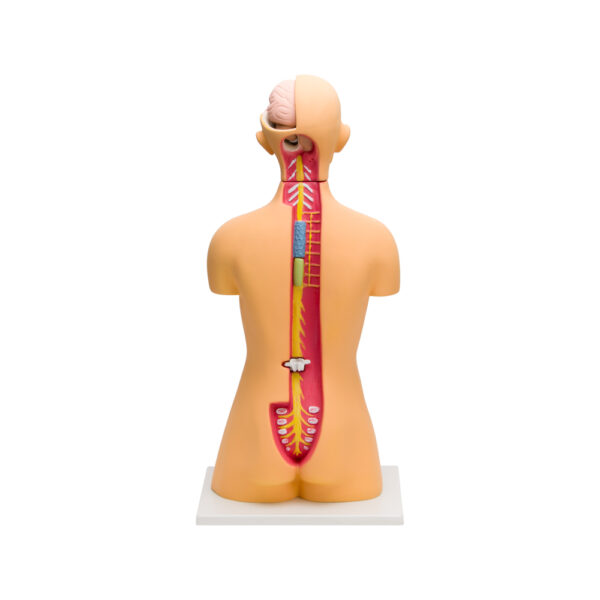 HUMAN TORSO MODEL - Image 3