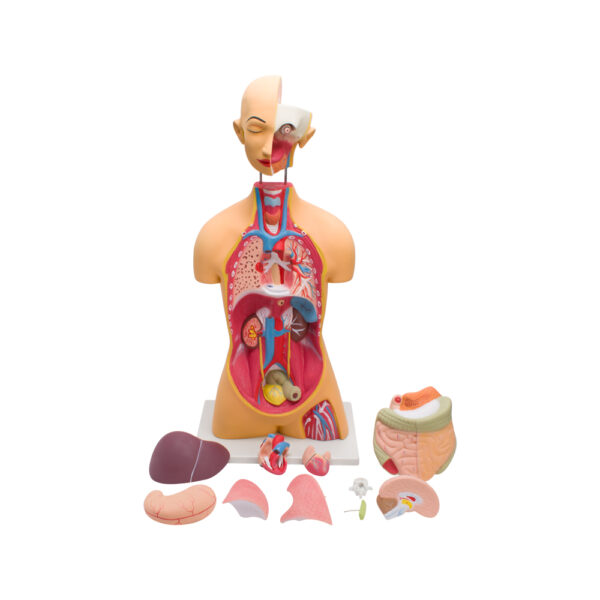 HUMAN TORSO MODEL - Image 2