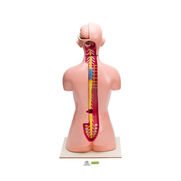 HUMAN TORSO 12 PARTS MODEL - Image 3