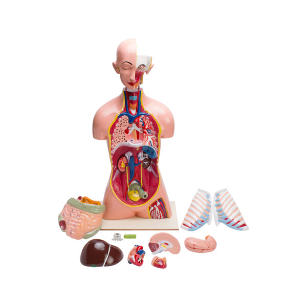 HUMAN TORSO 12 PARTS MODEL - Image 2