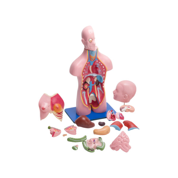 TORSO MODEL FEMALE SMALL (21 PARTS) - Image 2