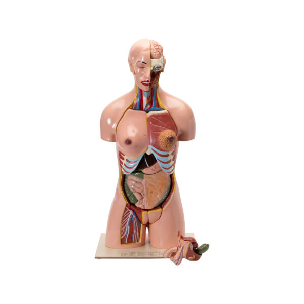 HUMAN TORSO WITH INTERCHANGEABLE ORGANS