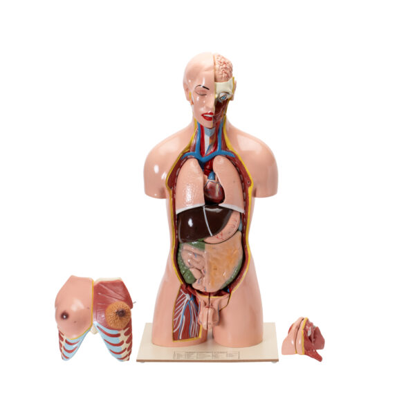 HUMAN TORSO WITH INTERCHANGEABLE ORGANS - Image 2