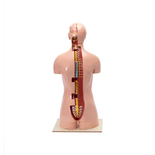 HUMAN TORSO WITH INTERCHANGEABLE ORGANS - Image 3