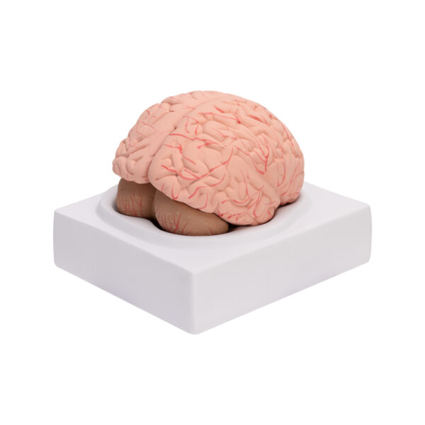 HUMAN BRAIN - Image 3
