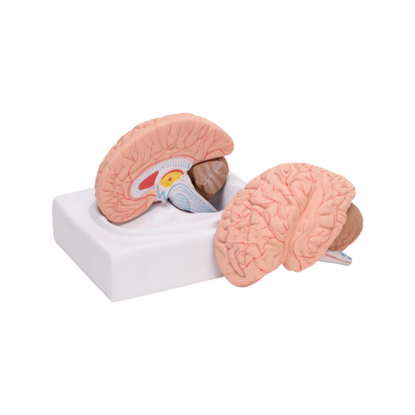 HUMAN BRAIN - Image 2