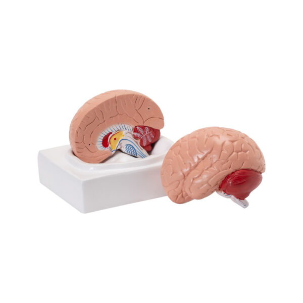 LIFE-SIZE HUMAN BRAIN MODEL (2 PARTS) - Image 2