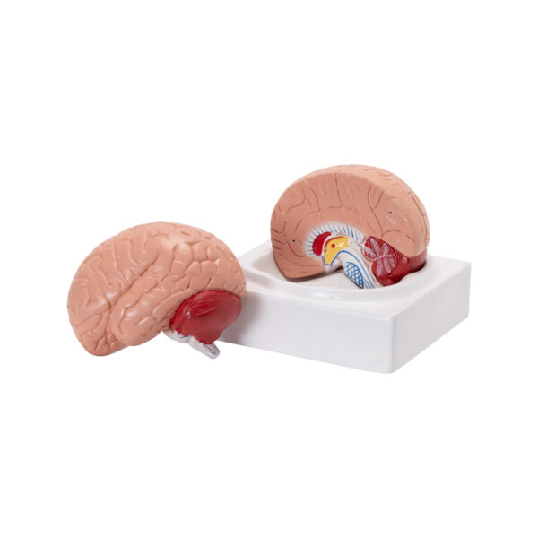LIFE-SIZE HUMAN BRAIN MODEL (2 PARTS) - Image 3