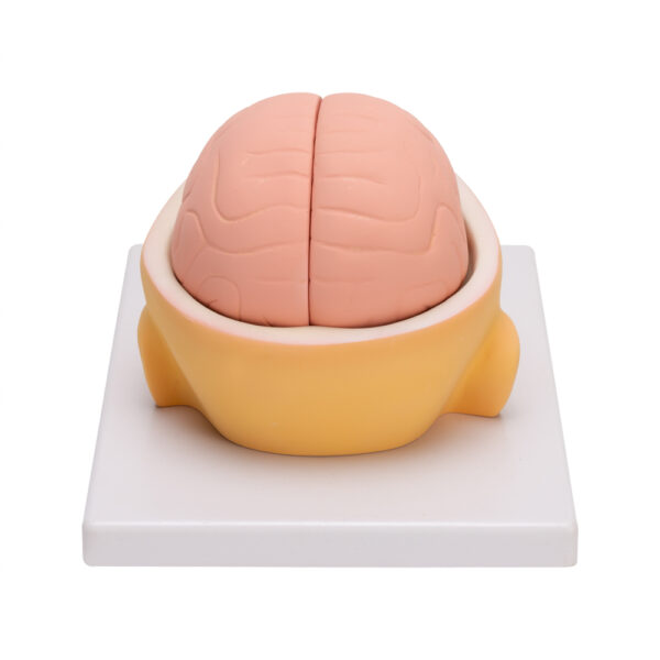 HUMAN HEAD & BRAIN - Image 3